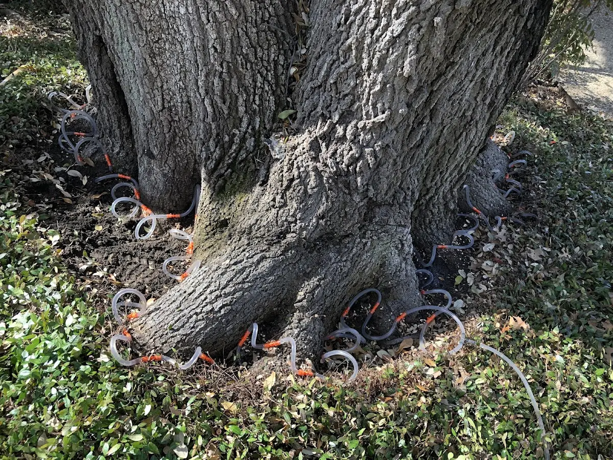 Detailed Tree Cabling and Bracing job site in Wheeling