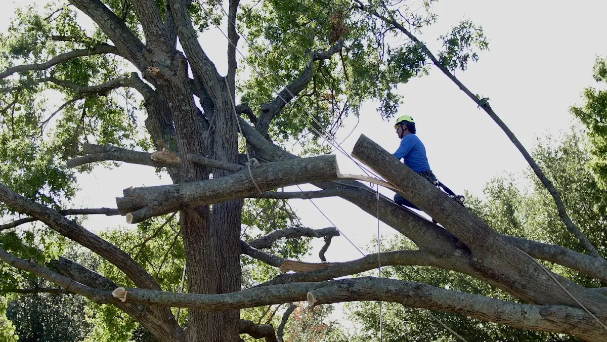 Professional Crown Thinning performed by certified arborists in Wheeling